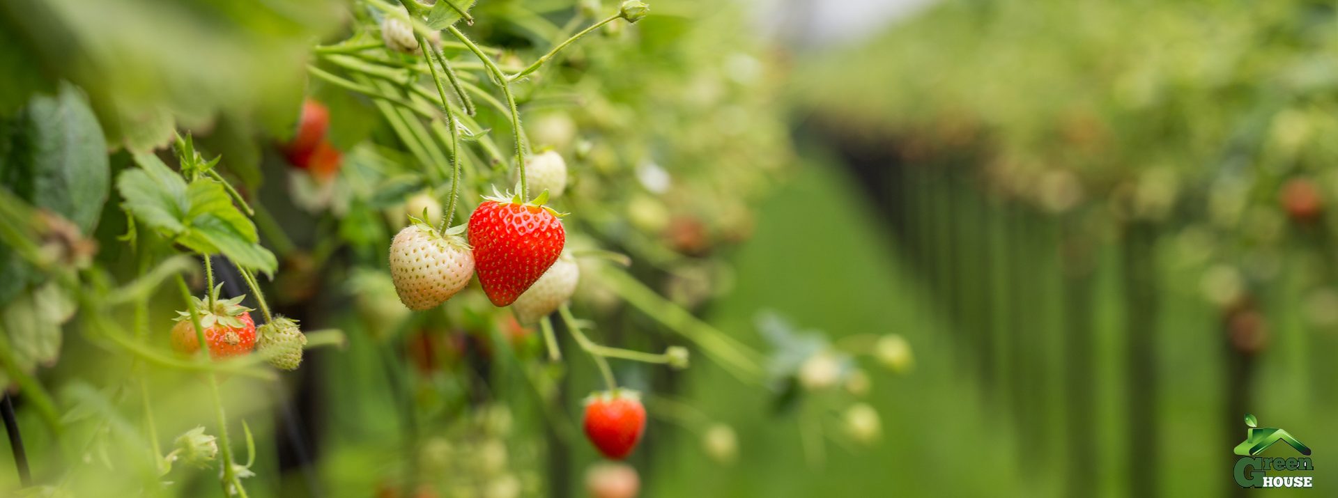 Greenhouse Personeelsdiensten